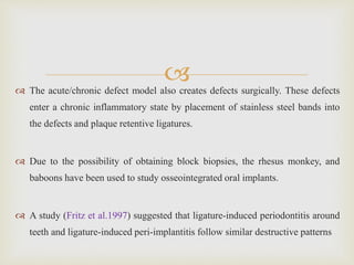  The acute/chronic defect model also creates defects surgically. These defects
enter a chronic inflammatory state by placement of stainless steel bands into
the defects and plaque retentive ligatures.
 Due to the possibility of obtaining block biopsies, the rhesus monkey, and
baboons have been used to study osseointegrated oral implants.
 A study (Fritz et al.1997) suggested that ligature-induced periodontitis around
teeth and ligature-induced peri-implantitis follow similar destructive patterns
 