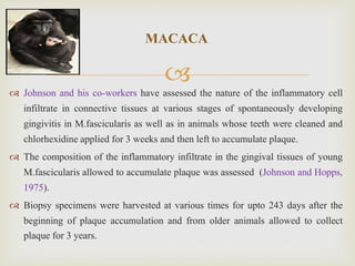 
MACACA
 Johnson and his co-workers have assessed the nature of the inflammatory cell
infiltrate in connective tissues at various stages of spontaneously developing
gingivitis in M.fascicularis as well as in animals whose teeth were cleaned and
chlorhexidine applied for 3 weeks and then left to accumulate plaque.
 The composition of the inflammatory infiltrate in the gingival tissues of young
M.fascicularis allowed to accumulate plaque was assessed (Johnson and Hopps,
1975).
 Biopsy specimens were harvested at various times for upto 243 days after the
beginning of plaque accumulation and from older animals allowed to collect
plaque for 3 years.
 