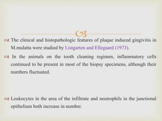  The clinical and histopathologic features of plaque induced gingivitis in
M.mulatta were studied by Listgarten and Ellegaard (1973).
 In the animals on the tooth cleaning regimen, inflammatory cells
continued to be present in most of the biopsy specimens, although their
numbers fluctuated.
 Leukocytes in the area of the infiltrate and neutrophils in the junctional
epithelium both increase in number.
 