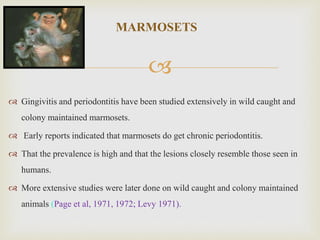 
MARMOSETS
 Gingivitis and periodontitis have been studied extensively in wild caught and
colony maintained marmosets.
 Early reports indicated that marmosets do get chronic periodontitis.
 That the prevalence is high and that the lesions closely resemble those seen in
humans.
 More extensive studies were later done on wild caught and colony maintained
animals (Page et al, 1971, 1972; Levy 1971).
 