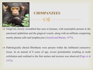 
CHIMPANZEES
 Gingivitis closely resembled that seen in humans, with neutrophils present in the
junctional epithelium and the gingival vessels, along with an infiltrate comprising
mostly plasma cells and lymphocytes (Arnold and Baram, 1973).
 Pathologically altered fibroblasts were present within the infiltrated connective
tissue. In an animal of 8 years of age, severe periodontitis resulting in tooth
exfoliation and confined to the first molars and incisors was observed (Page et al
1975).
 