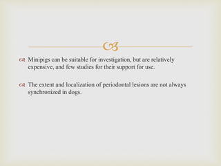 
 Minipigs can be suitable for investigation, but are relatively
expensive, and few studies for their support for use.
 The extent and localization of periodontal lesions are not always
synchronized in dogs.
 