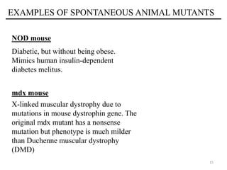 15
EXAMPLES OF SPONTANEOUS ANIMAL MUTANTS
NOD mouse
Diabetic, but without being obese.
Mimics human insulin-dependent
diabetes melitus.
mdx mouse
X-linked muscular dystrophy due to
mutations in mouse dystrophin gene. The
original mdx mutant has a nonsense
mutation but phenotype is much milder
than Duchenne muscular dystrophy
(DMD)
 