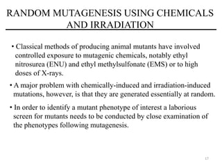 17
RANDOM MUTAGENESIS USING CHEMICALS
AND IRRADIATION
• Classical methods of producing animal mutants have involved
controlled exposure to mutagenic chemicals, notably ethyl
nitrosurea (ENU) and ethyl methylsulfonate (EMS) or to high
doses of X-rays.
• A major problem with chemically-induced and irradiation-induced
mutations, however, is that they are generated essentially at random.
• In order to identify a mutant phenotype of interest a laborious
screen for mutants needs to be conducted by close examination of
the phenotypes following mutagenesis.
 
