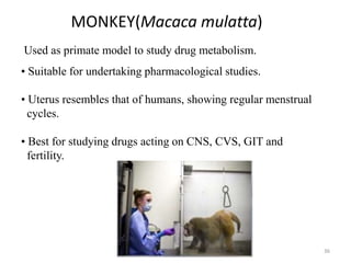 36
Used as primate model to study drug metabolism.
• Suitable for undertaking pharmacological studies.
• Uterus resembles that of humans, showing regular menstrual
cycles.
• Best for studying drugs acting on CNS, CVS, GIT and
fertility.
MONKEY(Macaca mulatta)
 