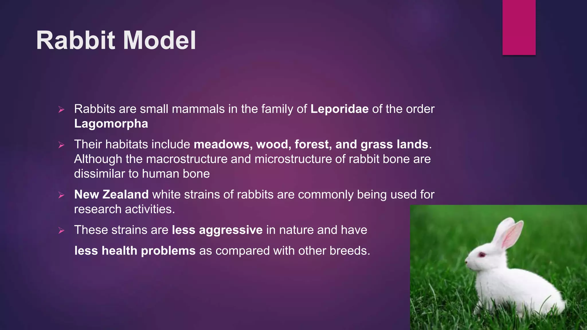 Animal models for disease analysis | PPTX