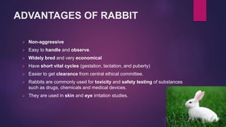 Animal models for disease analysis | PPTX