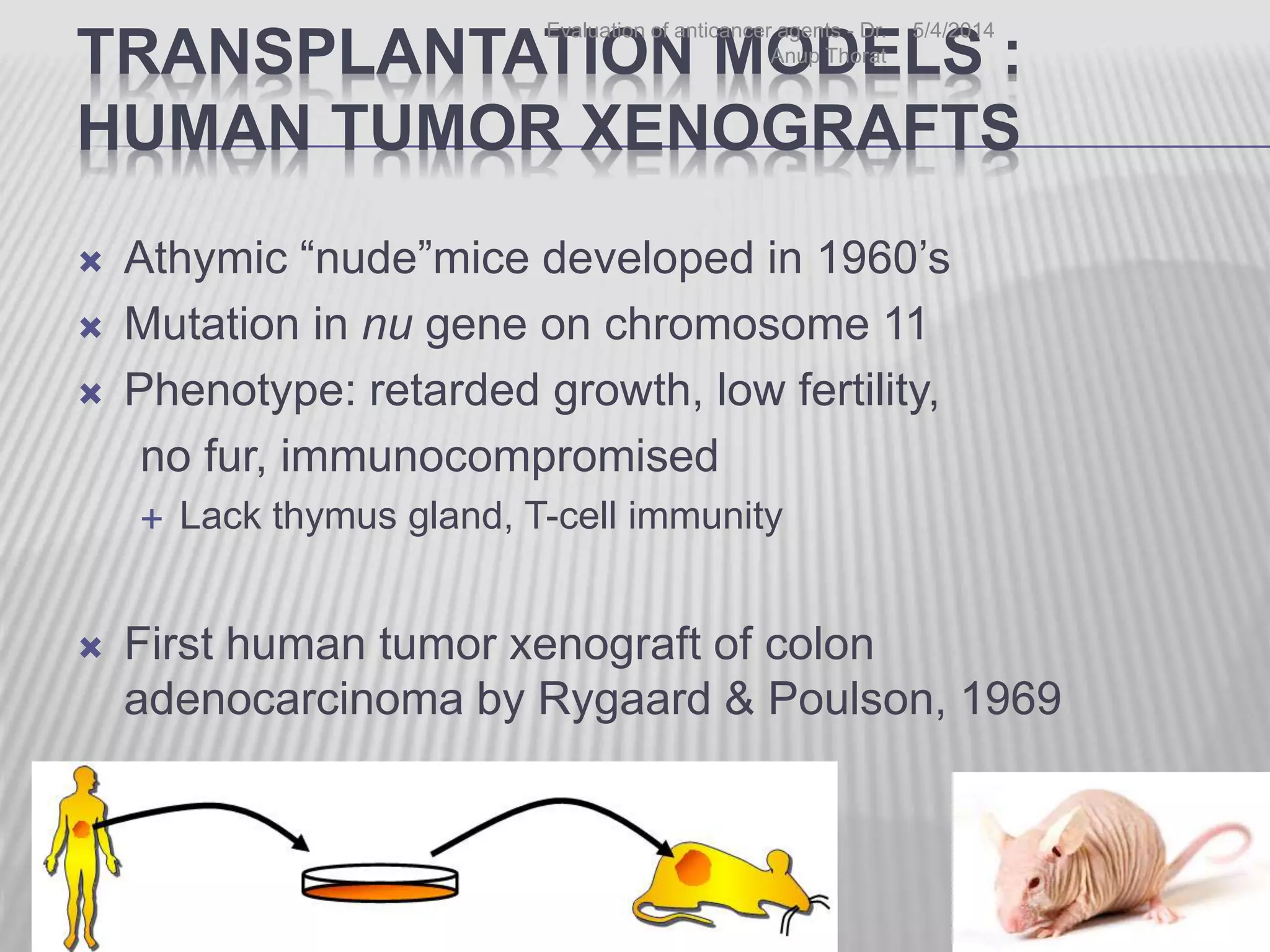 TRANSPLANTATION MODELS :
HUMAN TUMOR XENOGRAFTS
 Athymic “nude”mice developed in 1960’s
 Mutation in nu gene on chromosome 11
 Phenotype: retarded growth, low fertility,
no fur, immunocompromised
 Lack thymus gland, T-cell immunity
 First human tumor xenograft of colon
adenocarcinoma by Rygaard & Poulson, 1969
5/4/2014Evaluation of anticancer agents - Dr.
Anup Thorat
35
 