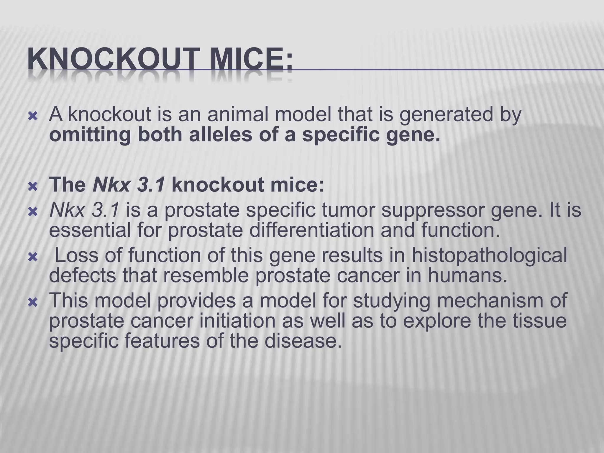 KNOCKOUT MICE:
 A knockout is an animal model that is generated by
omitting both alleles of a specific gene.
 The Nkx 3.1 knockout mice:
 Nkx 3.1 is a prostate specific tumor suppressor gene. It is
essential for prostate differentiation and function.
 Loss of function of this gene results in histopathological
defects that resemble prostate cancer in humans.
 This model provides a model for studying mechanism of
prostate cancer initiation as well as to explore the tissue
specific features of the disease.
 
