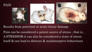 .
PAIN
Results from potential or acute tissue damage
Pain can be considered a potent source of stress , that is ,
A STRESSOR.it can also be considered a state of stress
itself & can lead to distress & malabsorptive behaviours
 