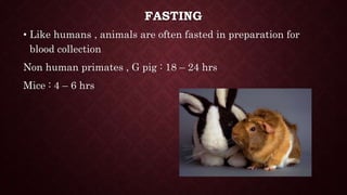 FASTING
• Like humans , animals are often fasted in preparation for
blood collection
Non human primates , G pig : 18 – 24 hrs
Mice : 4 – 6 hrs
 