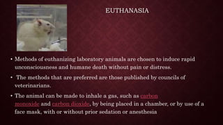 EUTHANASIA
• Methods of euthanizing laboratory animals are chosen to induce rapid
unconsciousness and humane death without pain or distress.
• The methods that are preferred are those published by councils of
veterinarians.
• The animal can be made to inhale a gas, such as carbon
monoxide and carbon dioxide, by being placed in a chamber, or by use of a
face mask, with or without prior sedation or anesthesia
 