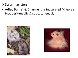 animal models jai.pptx