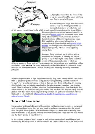 A flying bat. Notice how the bones in the
wing tips almost look like hands with long
thin fingers spread wide open.
Bats have long thin wings than are covered
in skin. They are able to generate lift via
their airfoil similarly to birds, but a bat's
airfoil is more curved than a bird's, which gives it more lift power in straight forward flight.
The underlying bone structure is shaped more like a
splayed out human hand than it is shaped like a bird's
wing. It has over two dozen joints in it that allow
them to twist and fold their wings in unique ways.
This specialized wing control allows them to
accomplish a plethora of unique and dynamic flight
patterns. For example, bats can change direction 180
degrees very quickly, which is a rare capability
among fliers.
The other flying mammals are all gliders, which
means they are incapable of flapping and rely on
gravity to aid in their flight. There are 65 identified
species of flying mammals, most of which are
different species of flying squirrel. These creatures are nocturnal and have specialized gliding
membranes called patagia. Each thin patagium is two layers of skin with connective tissue,
muscles, and nerves in between. The skin covering on a bats wing is actually a form of a
patagium.

By spreading their limbs at right angles to their body, they create a rough airfoil. This allows
them to gracefully glide downward using gravity while generating some lift from their
"wings." They even have a braking system so they can slow down for landing. By pointing
their limbs forward towards their destination, the patagia create a parachute type structure
which fills with a burst of air like a parachute that has just opened and they slow down. The
aerodynamics of this maneuver also gives them a final bit of lift, and they can safely land and
grab on with their claws. Japanese giant flying squirrels can glide over 100 meters which is
the length of a football field. Check out these daredevils stealing some ideas from our
patagia-bearing friends.

Terrestrial Locomotion
Movement on land is called terrestrial locomotion. Unlike movement in water or movement
in air, terrestrial movement does not have much up and down movement since the animal
must always be on the ground (or on another solid object like a tree branch). Gravity roots
terrestrial animals to the ground, and they must harness frictional forces between their bodies
and the sturdy ground in order to move.
In fact, without a piece of sturdy ground to push against, most animals would have a hard
time moving. Picture yourself in a bouncy castle. We know it's hard to do. If you need to visit

 