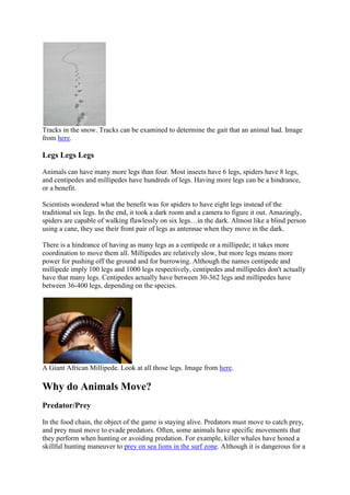 Tracks in the snow. Tracks can be examined to determine the gait that an animal had. Image
from here.

Legs Legs Legs
Animals can have many more legs than four. Most insects have 6 legs, spiders have 8 legs,
and centipedes and millipedes have hundreds of legs. Having more legs can be a hindrance,
or a benefit.
Scientists wondered what the benefit was for spiders to have eight legs instead of the
traditional six legs. In the end, it took a dark room and a camera to figure it out. Amazingly,
spiders are capable of walking flawlessly on six legs…in the dark. Almost like a blind person
using a cane, they use their front pair of legs as antennae when they move in the dark.
There is a hindrance of having as many legs as a centipede or a millipede; it takes more
coordination to move them all. Millipedes are relatively slow, but more legs means more
power for pushing off the ground and for burrowing. Although the names centipede and
millipede imply 100 legs and 1000 legs respectively, centipedes and millipedes don't actually
have that many legs. Centipedes actually have between 30-362 legs and millipedes have
between 36-400 legs, depending on the species.

A Giant African Millipede. Look at all those legs. Image from here.

Why do Animals Move?
Predator/Prey
In the food chain, the object of the game is staying alive. Predators must move to catch prey,
and prey must move to evade predators. Often, some animals have specific movements that
they perform when hunting or avoiding predation. For example, killer whales have honed a
skillful hunting maneuver to prey on sea lions in the surf zone. Although it is dangerous for a

 