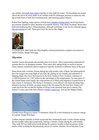 one another and crash their antlers together as they fight for mates. The bounding movement
allows the elk to be more stable as he collides with his challenger, because it means he will
dig in both front or back feet simultaneously, and ensuring greater balance.
Rather than fighting, many species of birds have complex mating rituals involving bizarre
movements intended to draw attention of available females. Talk about lovebirds. Birds often
fluff and displaying their vibrant plumage, although sometimes it can involve intricate dancelike movements as well. These guys have the moves like Jagger.

A colorful bird. Male birds are often brightly colored and perform complex movements to
attract females. Image from here.

Migration
Another reason that people and animals move is to travel. This is particularly important for
animals that live in changing climates. They enjoy their spring break as much as anyone.
These animals sometimes need to migrate to specific locations at different times of the year.
Many birds seek a warmer climate during the cold months, and, of them, bar-tailed godwits
have the longest non-stop flight of any bird. By gliding on air currents and utilization of
flapping flight, they have been known to fly from Alaska to New Zealand, a distance of
11,690 kilometers (or 7,263 miles) to take advantage of fair temperatures. In many parts of
the United States and Canada, the crisp autumn air is filled with migratory Canada Geese in
their classic V-formation. The flying V-formation is cost effective for birds traveling long
distances because all birds can enjoy some of the lift caused by the lead bird. Flocks will
rotate the front flier so that the burden of flying in the tiresome lead spot is shared. The
flying-V is also one of the best offensive hockey maneuvers. Just ask the Mighty Ducks.

Canada Geese flying in a classic V-formation. Birds fly in this formation to conserve energy
as a group. Image from here.
Caribou migrate similarly to birds except that they temporarily seek a cooler climate during
the hot months rather than temporarily seeking a warmer climate during the cold months.
They walk 965 km (600 miles) north during the summer months to feed on grasses of the
tundra while avoiding the bloodsucking insects of warmer climates. Not a bad plan if you

 