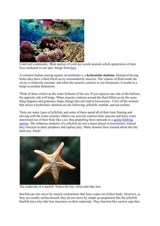 Coral reef community. Most species of coral are sessile animals which spend most of their
lives anchored in one spot. Image from here.
A common feature among aquatic invertebrates is a hydrostatic skeleton. Instead of having
bones they have a fluid filled cavity surrounded by muscles. The volume of fluid inside the
cavity is relatively constant, and when the muscles contract in one dimension, it results in a
bulge in another dimension.
Think of these critters as the water balloons of the sea. If you squeeze one side of the balloon,
the opposite side will bulge. When muscles contract around the fluid-filled cavity the same
thing happens and generates shape change that can lead to locomotion. A few of the animals
that utilize a hydrostatic skeleton are the following: jellyfish, starfish, and sea urchins.
There are many types of jellyfish, and some of them spend all of their time floating and
moving with the water currents. Others can actively contract their muscles and force water
downward out of their body like a jet, thus propelling them upwards in a gentle bobbing
motion. The infamous tentacles of a jellyfish are not a major player in locomotion, instead
they function to deter predators and capture prey. Many humans have learned about this the
hard way. Ouch!

The underside of a starfish. Notice the tiny white tube-like feet.
Starfish can also move by muscle contractions that force water out of their body. However, as
they are usually surface-bound, they do not move by simple jet propulsion like the jellyfish.
Starfish have tiny tube feet structures on their underside. They function like suction cups that

 