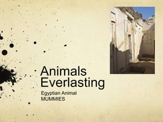 Animals Everlasting Egyptian Animal MUMMIES 