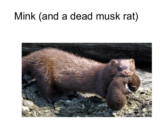 animal names
