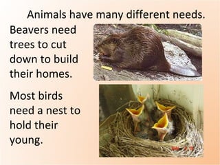 Animal needs. (teach) pptx | PPT