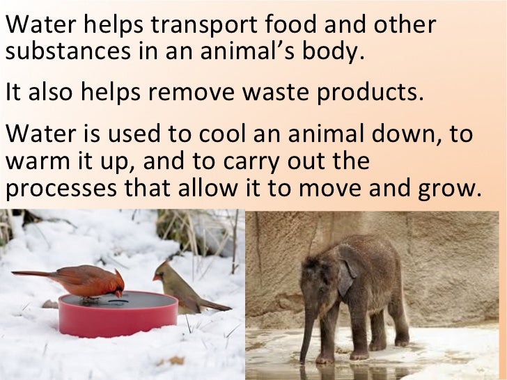 Animal needs. (teach) pptx