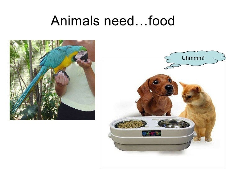 Animal Needs And Habitats