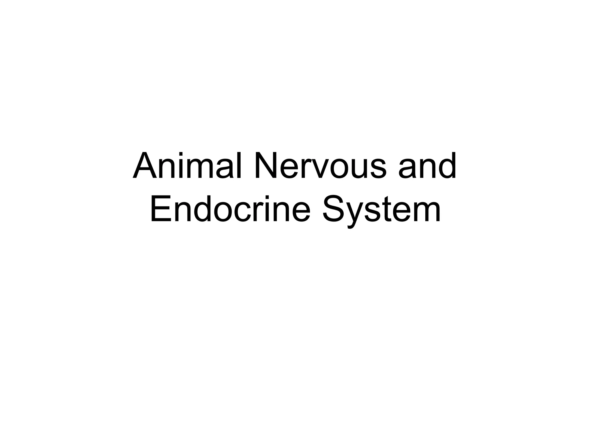Animal Nervous and
 Endocrine System
 
