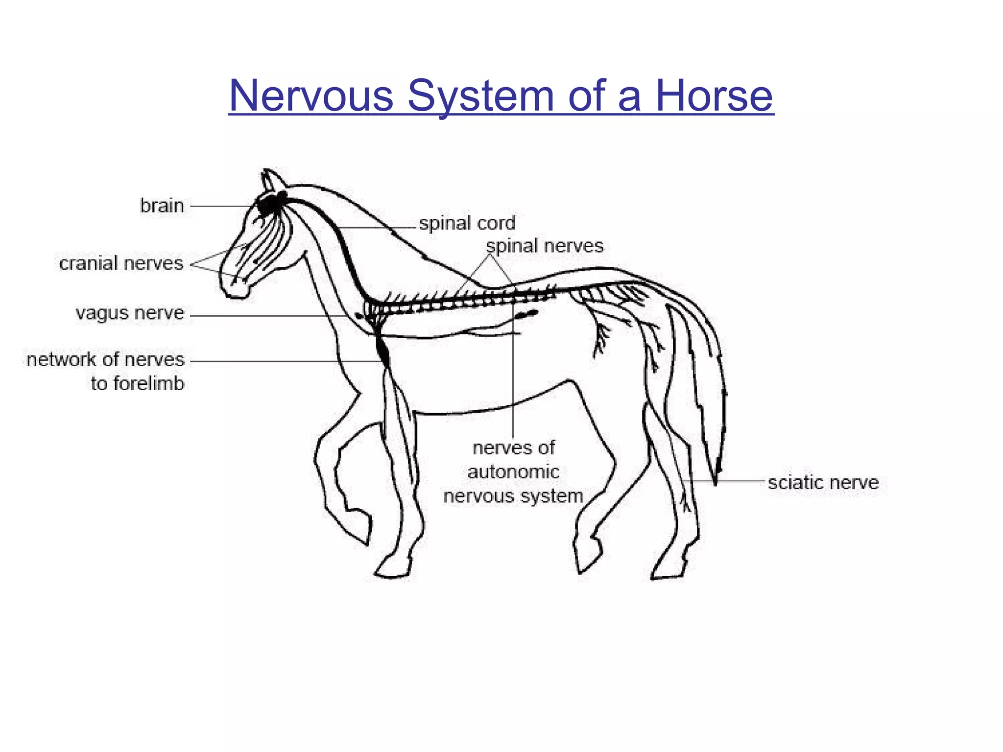 Nervous System of a Horse
 