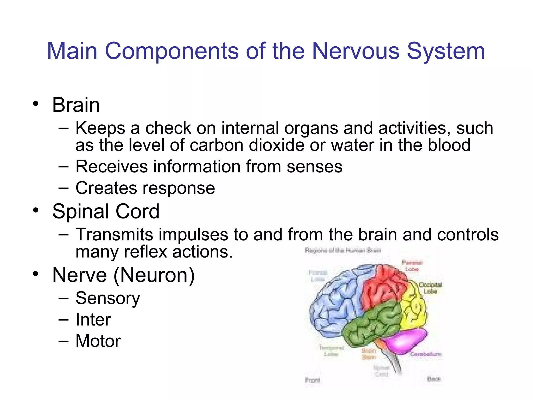 Main Components of the Nervous System

• Brain
  – Keeps a check on internal organs and activities, such
    as the level of carbon dioxide or water in the blood
  – Receives information from senses
  – Creates response
• Spinal Cord
  – Transmits impulses to and from the brain and controls
    many reflex actions.
• Nerve (Neuron)
  – Sensory
  – Inter
  – Motor
 