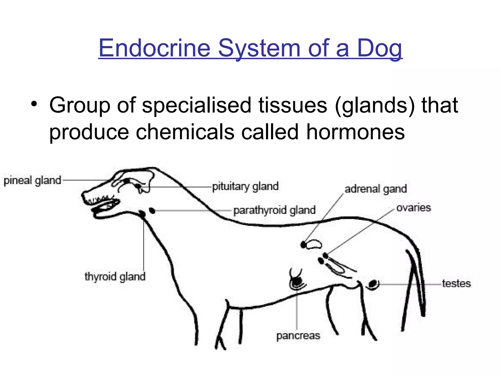 Endocrine System of a Dog

• Group of specialised tissues (glands) that
  produce chemicals called hormones
 