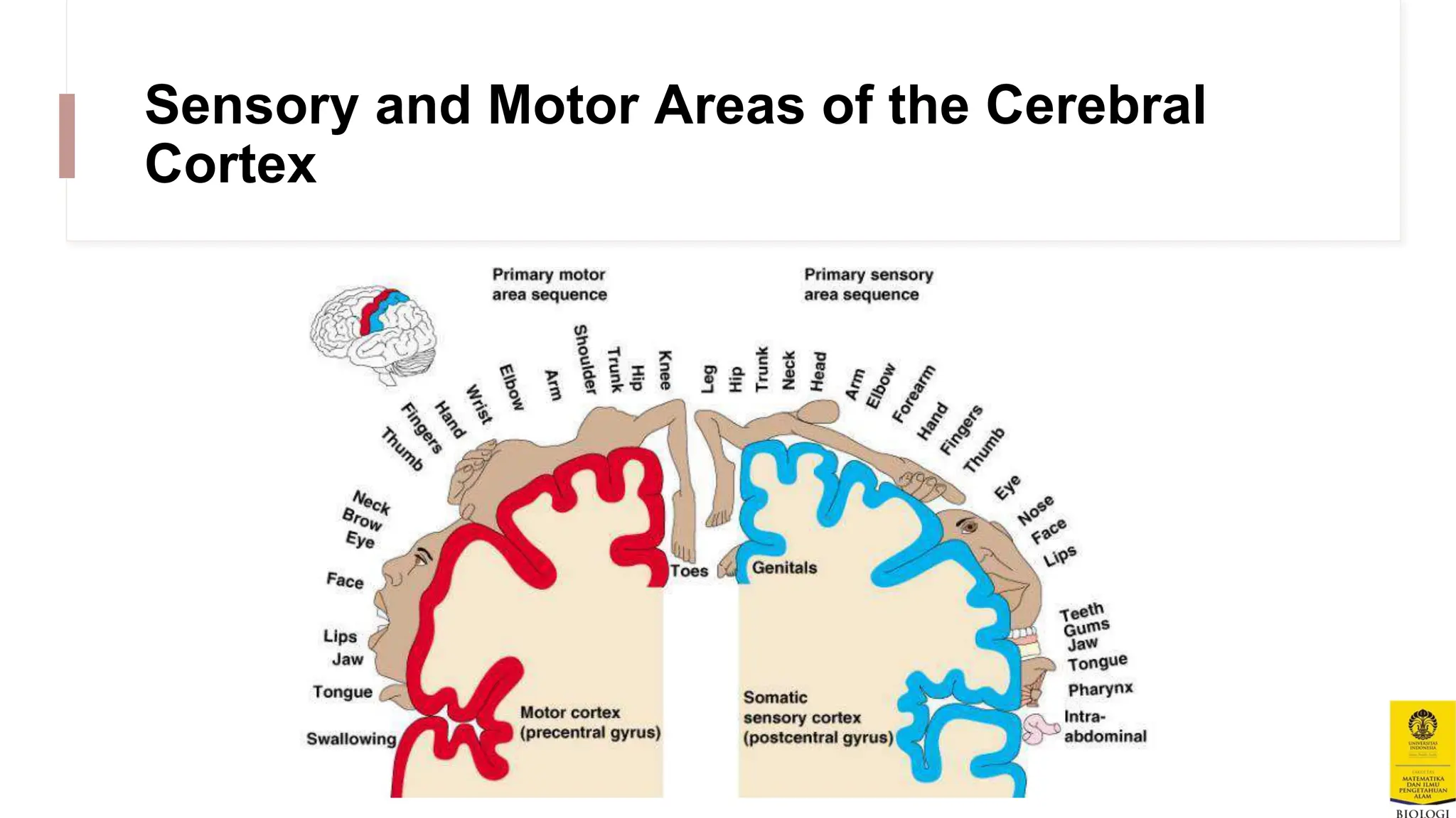 Animal Nervous System Animals To Education.pptx