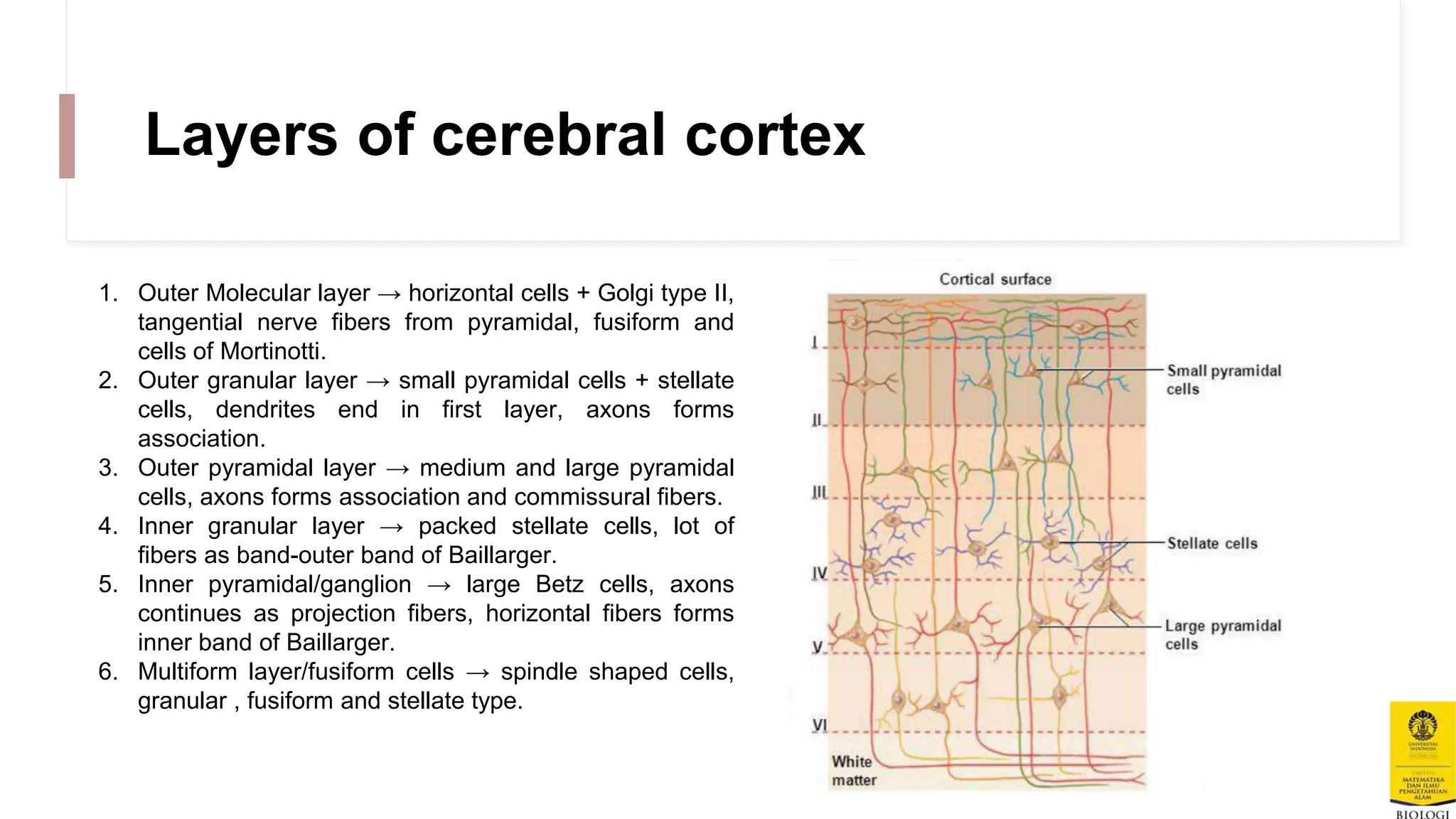 Animal Nervous System Animals To Education.pptx