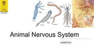 Animal Nervous System
SCBI601201
 