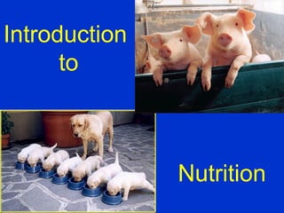 Introduction
      to



               Nutrition
 