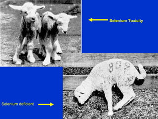 Animal nutrition | PPT