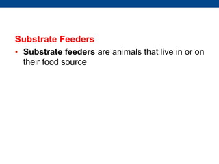 Substrate Feeders
• Substrate feeders are animals that live in or on
their food source
 