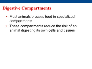 Digestive Compartments
• Most animals process food in specialized
compartments
• These compartments reduce the risk of an
animal digesting its own cells and tissues
 