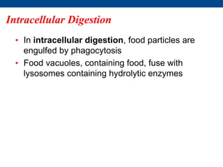 Intracellular Digestion
• In intracellular digestion, food particles are
engulfed by phagocytosis
• Food vacuoles, containing food, fuse with
lysosomes containing hydrolytic enzymes
 