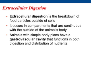 Extracellular Digestion
• Extracellular digestion is the breakdown of
food particles outside of cells
• It occurs in compartments that are continuous
with the outside of the animal’s body
• Animals with simple body plans have a
gastrovascular cavity that functions in both
digestion and distribution of nutrients
 