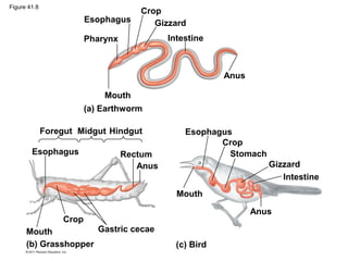 Crop
Gizzard
Intestine
Anus
Esophagus
Pharynx
Mouth
(a) Earthworm
Midgut Esophagus
Crop
Mouth
Stomach
Gizzard
Intestine
Anus
Anus
Rectum
Esophagus
Crop
Hindgut
Foregut
Mouth Gastric cecae
(b) Grasshopper (c) Bird
Figure 41.8
 