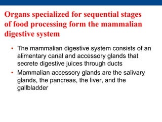 Organs specialized for sequential stages
of food processing form the mammalian
digestive system
• The mammalian digestive system consists of an
alimentary canal and accessory glands that
secrete digestive juices through ducts
• Mammalian accessory glands are the salivary
glands, the pancreas, the liver, and the
gallbladder
 