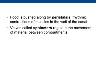 • Food is pushed along by peristalsis, rhythmic
contractions of muscles in the wall of the canal
• Valves called sphincters regulate the movement
of material between compartments
 