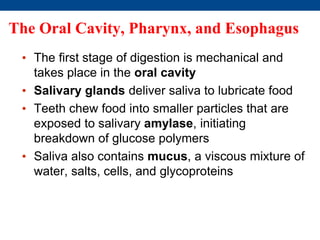 The Oral Cavity, Pharynx, and Esophagus
• The first stage of digestion is mechanical and
takes place in the oral cavity
• Salivary glands deliver saliva to lubricate food
• Teeth chew food into smaller particles that are
exposed to salivary amylase, initiating
breakdown of glucose polymers
• Saliva also contains mucus, a viscous mixture of
water, salts, cells, and glycoproteins
 
