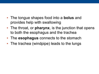 • The tongue shapes food into a bolus and
provides help with swallowing
• The throat, or pharynx, is the junction that opens
to both the esophagus and the trachea
• The esophagus connects to the stomach
• The trachea (windpipe) leads to the lungs
 