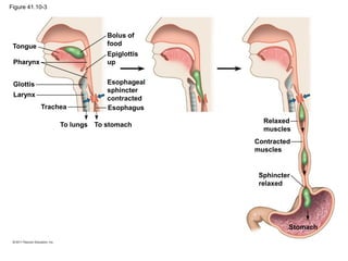 Tongue
Pharynx
Glottis
Larynx
Bolus of
food
Epiglottis
up
Esophageal
sphincter
contracted
Esophagus
To lungs To stomach
Relaxed
muscles
Contracted
muscles
Sphincter
relaxed
Stomach
Trachea
Figure 41.10-3
 