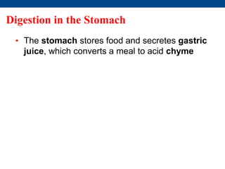 Digestion in the Stomach
• The stomach stores food and secretes gastric
juice, which converts a meal to acid chyme
 