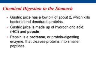 Chemical Digestion in the Stomach
• Gastric juice has a low pH of about 2, which kills
bacteria and denatures proteins
• Gastric juice is made up of hydrochloric acid
(HCl) and pepsin
• Pepsin is a protease, or protein-digesting
enzyme, that cleaves proteins into smaller
peptides
 