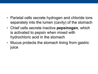 • Parietal cells secrete hydrogen and chloride ions
separately into the lumen (cavity) of the stomach
• Chief cells secrete inactive pepsinogen, which
is activated to pepsin when mixed with
hydrochloric acid in the stomach
• Mucus protects the stomach lining from gastric
juice
 