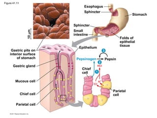 Gastric gland
Gastric pits on
interior surface
of stomach
Sphincter
Small
intestine
Epithelium
Mucous cell
Chief cell
Parietal cell
Chief
cell
Pepsinogen
Parietal
cell
Pepsin
Folds of
epithelial
tissue
Sphincter
Esophagus
Stomach
3
2
1
10
m
HCl
H+
Cl−
Figure 41.11
 