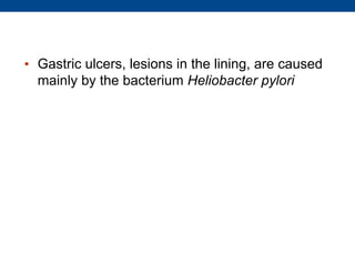 • Gastric ulcers, lesions in the lining, are caused
mainly by the bacterium Heliobacter pylori
 